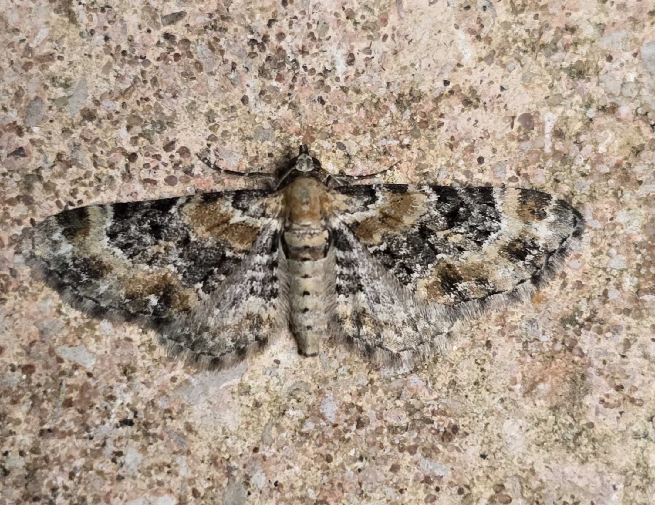 Photo of Foxglove Pug (Eupithecia pulchellata)